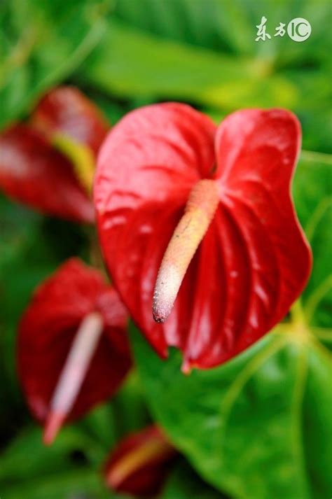 紅掌種植方法|花燭(紅掌):形態特徵,產地生境,生長習性,繁殖方法,分株,扦插,播種,。